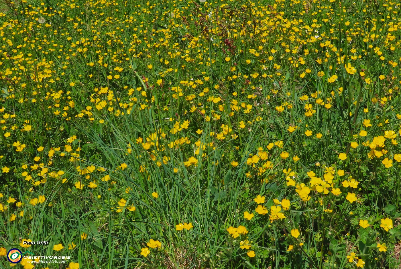 72 Prato in fiore.JPG